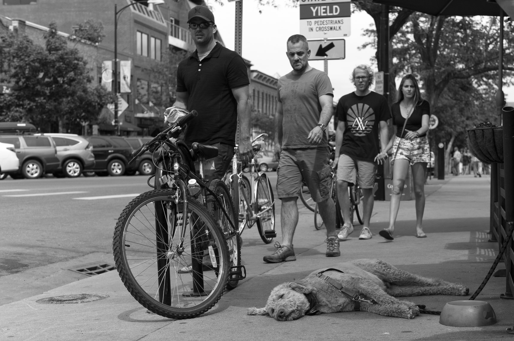 Yield To Sleeping Dogs